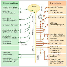 vegetatives-nervensystem