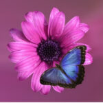 Gelassenheit-Symbol-Blume-Schmetterling