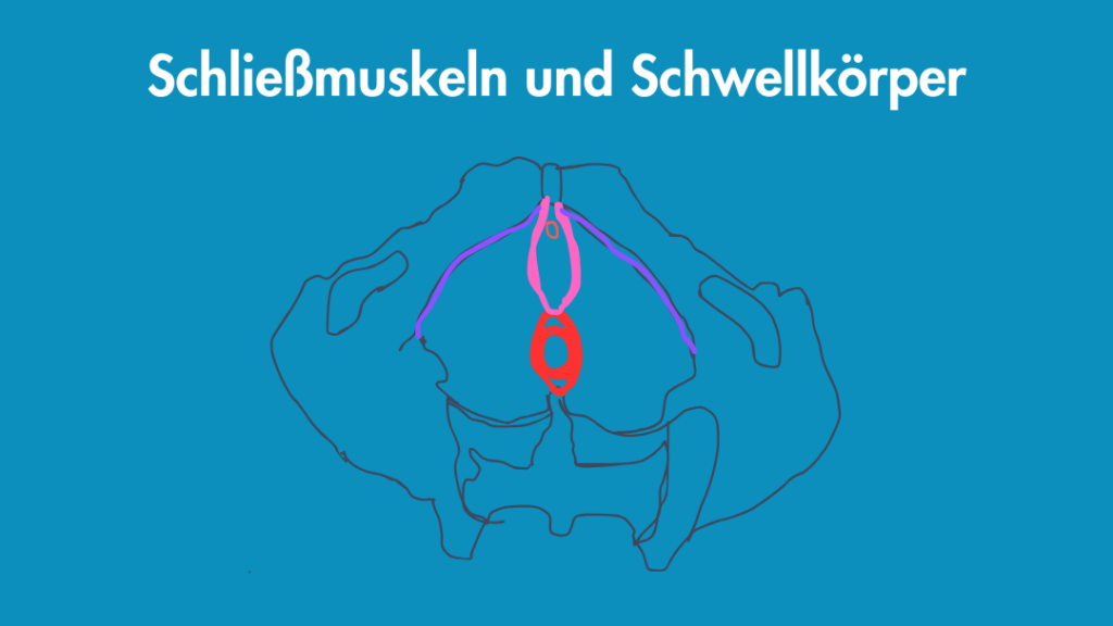 Muskeln sphincter ani externus, sphincter urethrae, bulbospongiousus Illustration