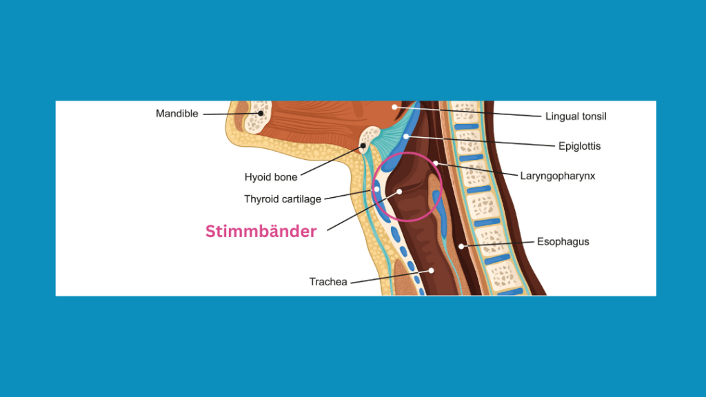 Illustration Anatomie: Stimmbaender im Halsbereich