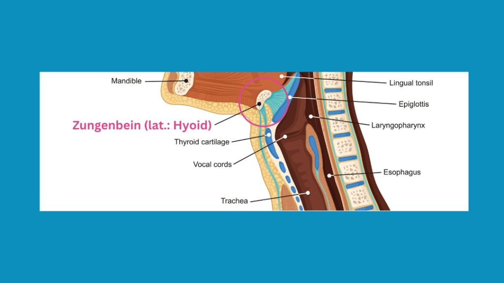 Hyoid – das Zungenbein – anatomisch illustriert