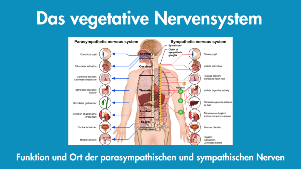 Eine medizinische Illustration von Ort und Funktion der Nerven des autonomen Nervensystems. Bezeichnungen in englischer Sprache